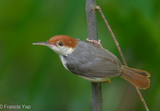 Rufous-tailed Tailorbird - display this album Rufous-tailed Tailorbird