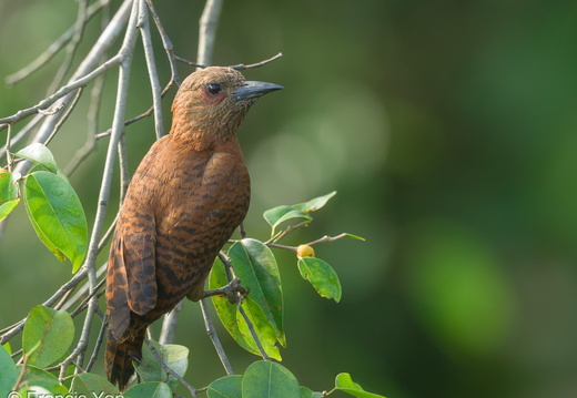 Rufous Woodpecker - display this album Rufous Woodpecker