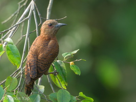Rufous Woodpecker-220601-148MSDCF-FYP03404-W.jpg