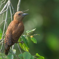 Rufous_Woodpecker-220601-148MSDCF-FYP03404-W.jpg