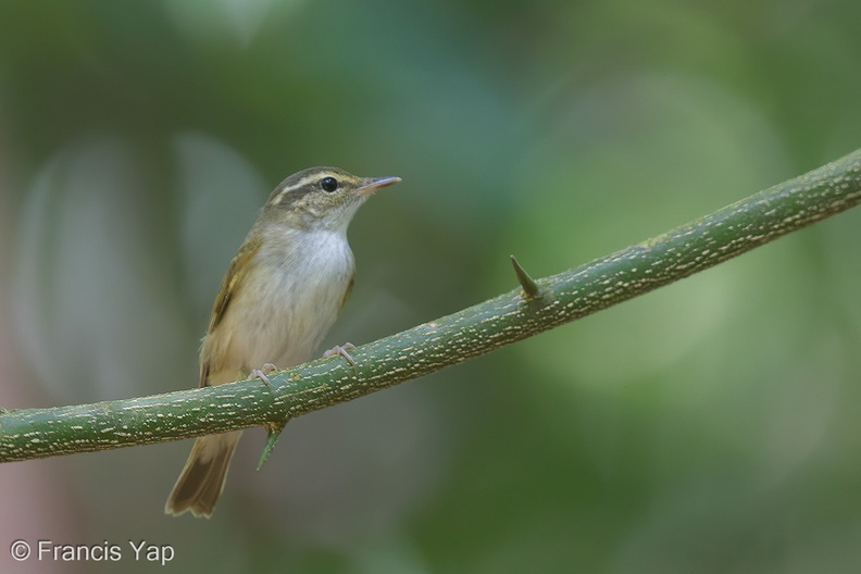 Sakhalin_Leaf_Warbler-140305-114EOS1D-FY1X7670-W.jpg