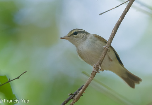 Sakhalin Leaf Warbler - display this album Sakhalin Leaf Warbler