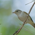 Sakhalin_Leaf_Warbler-140312-114EOS1D-FY1X8811-W.jpg