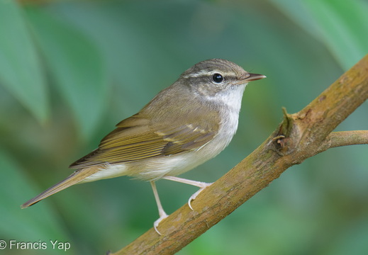 Sakhalin Leaf Warbler