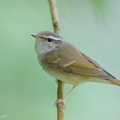 Sakhalin_Leaf_Warbler-260105-148FRYAP-FYA03632-W.jpg