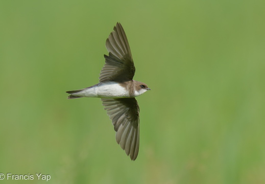 Sand Martin - display this album Sand Martin