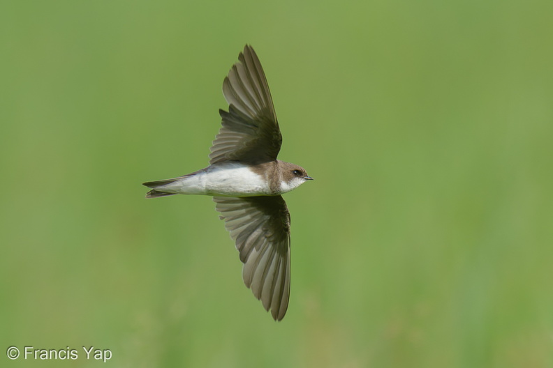 Sand_Martin-221225-160MSDCF-FYP09187-W.jpg