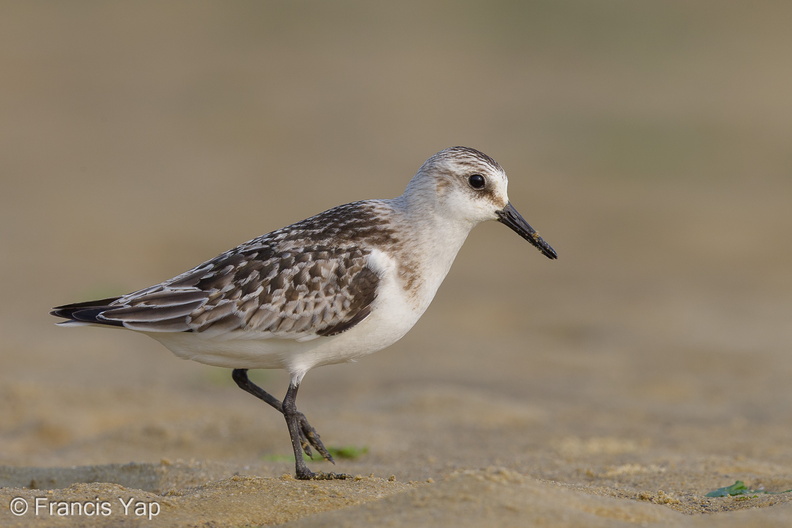 Sanderling-120919-101EOS1D-FY1X7288-W.jpg