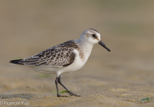 Sanderling - display this album Sanderling