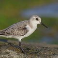 Sanderling-171017-113EOS1D-F1X28579-W.jpg