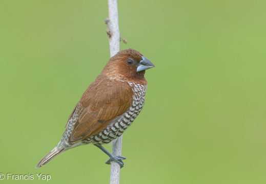 Scaly-breasted Munia - display this album Scaly-breasted Munia
