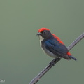 Scarlet-backed_Flowerpecker-161111-106EOS1D-F1X28915-W.jpg