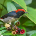 Scarlet-backed_Flowerpecker-210607-112MSDCF-FRY06546-W.jpg