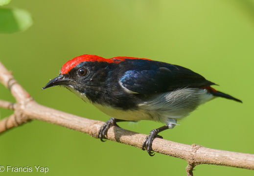Scarlet-backed Flowerpecker - display this album Scarlet-backed Flowerpecker