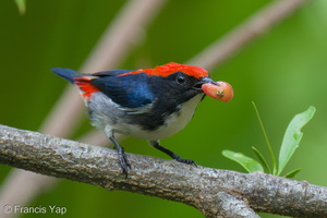 Scarlet-backed Flowerpecker-251115-133FRYAP-FYA01056-W.jpg