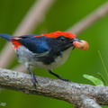 Scarlet-backed_Flowerpecker-251115-133FRYAP-FYA01056-W.jpg