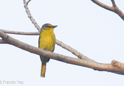 Scarlet Minivet - display this album Scarlet Minivet