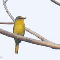 Scarlet_Minivet-250131-255MSDCF-FYP09119-W.jpg