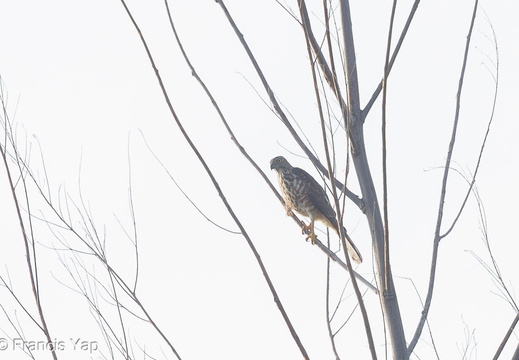 Shikra - display this album Shikra