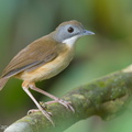 Short-tailed_Babbler-150408-120EOS1D-FY1X4648-W.jpg