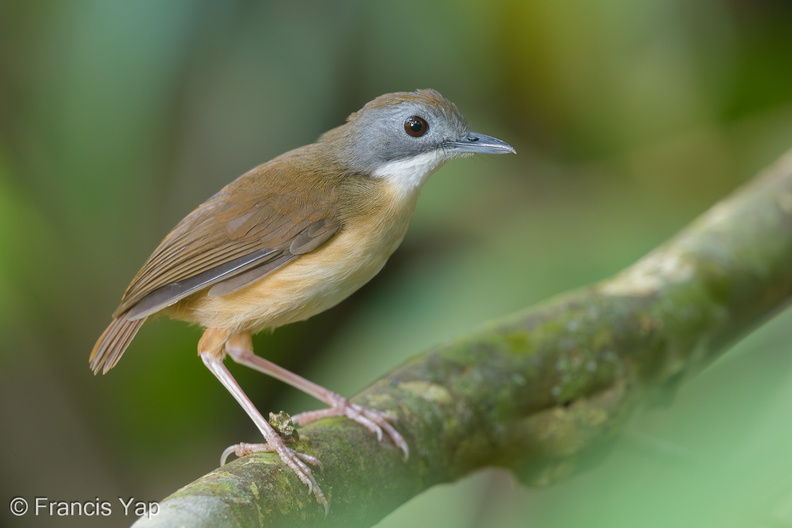 Short-tailed_Babbler-150408-120EOS1D-FY1X4651-W.jpg