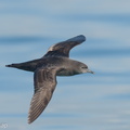 Short-tailed_Shearwater-210425-108MSDCF-FRY07400-W.jpg
