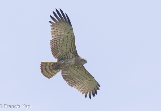 Short-toed Snake Eagle - display this album Short-toed Snake Eagle