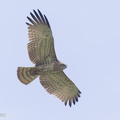 Short-toed_Snake_Eagle-121223-104EOS1D-FY1X8634-W.jpg