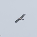 Short-toed_Snake_Eagle-131024-111EOS1D-FY1X0123-W.jpg
