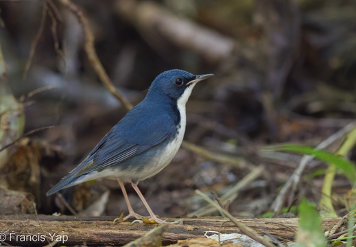 Siberian Blue Robin - display this album Siberian Blue Robin