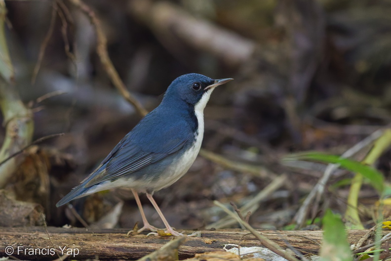 Siberian_Blue_Robin-170108-108EOS1D-F1X29157-W.jpg