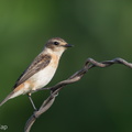 Siberian_Stonechat-120215-108EOS1D-FYAP8472-W.jpg