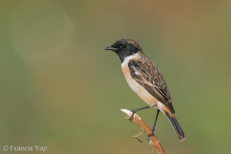 Siberian_Stonechat-200118-110MSDCF-FYP05144-W.jpg