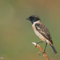 Siberian_Stonechat-200118-110MSDCF-FYP05144-W.jpg