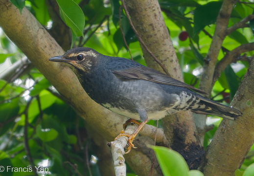 Siberian Thrush - display this album Siberian Thrush