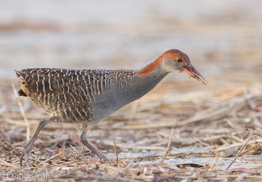 Slaty-breasted Rail - display this album Slaty-breasted Rail