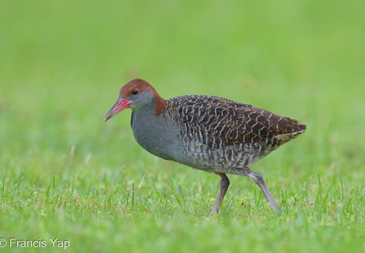 Slaty-breasted Rail