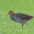 Slaty-breasted_Rail-251215-144FRYAP-FYA08690-W.jpg