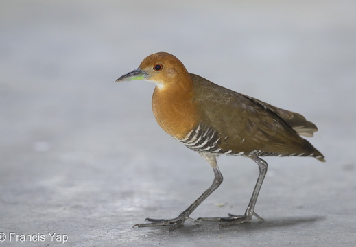 Slaty-legged Crake - display this album Slaty-legged Crake