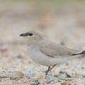 Small_Pratincole-121206-104EOS1D-FY1X3841-W.jpg