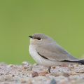 Small_Pratincole-121206-104EOS1D-FY1X4311-W.jpg
