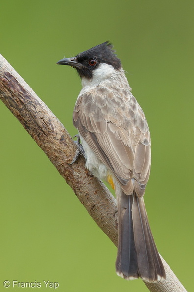 Sooty-headed_Bulbul-120624-111EOS1D-FYAP9363-W.jpg
