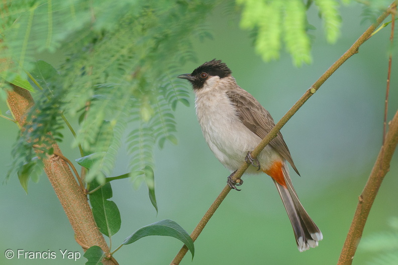Sooty-headed_Bulbul-220305-141MSDCF-FRY09417-W.jpg
