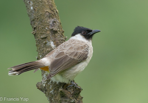 Sooty-headed Bulbul - display this album Sooty-headed Bulbul