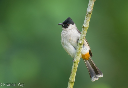 Sooty-headed Bulbul