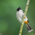 Sooty-headed_Bulbul-251201-138FRYAP-FYA07639-W.jpg