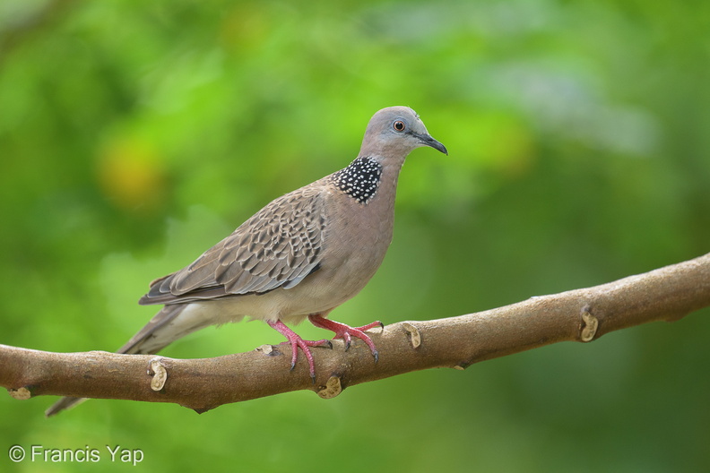 Spotted_Dove-220107-135MSDCF-FRY06131-W.jpg