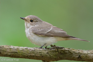 Spotted Flycatcher-211017-123MSDCF-FRY09436-W.jpg