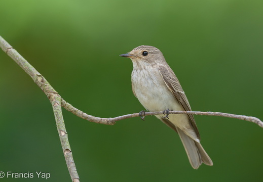 Spotted Flycatcher - display this album Spotted Flycatcher