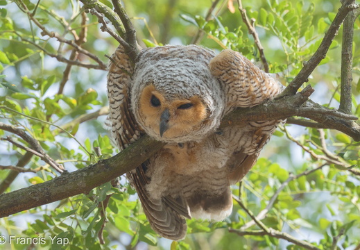 Spotted Wood Owl - display this album Spotted Wood Owl